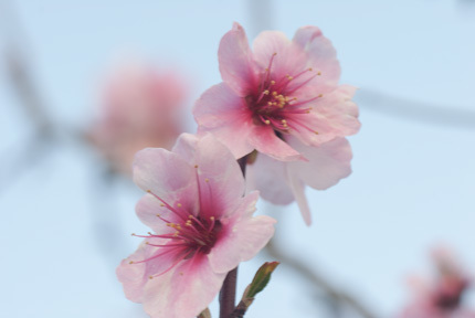 アーモンドの花（松山総合公園）_d0365597_14263056.jpg