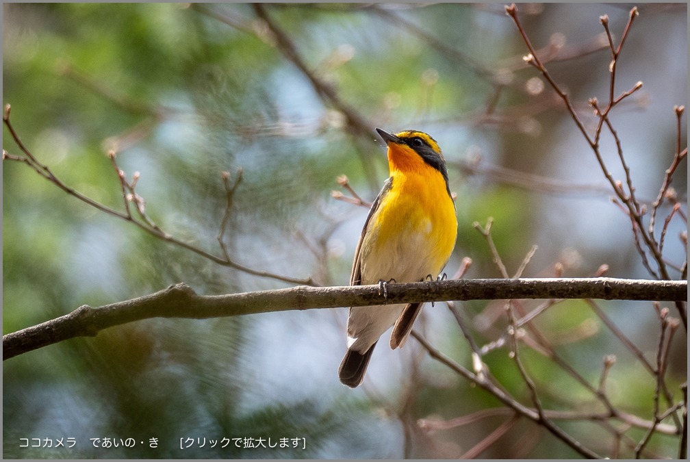 写真日記・芽吹き待つ森・2019.4.21&22-キビタキ/クロツグミ編_c0336400_10502985.jpg