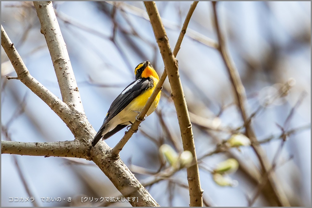 写真日記・芽吹き待つ森・2019.4.21&22-キビタキ/クロツグミ編_c0336400_18255080.jpg