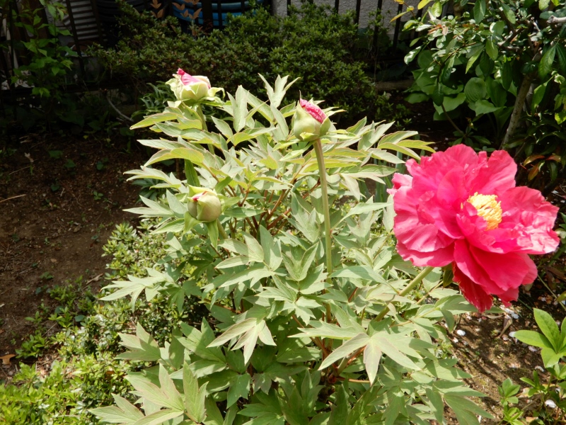 e0025300_213973.jpg
