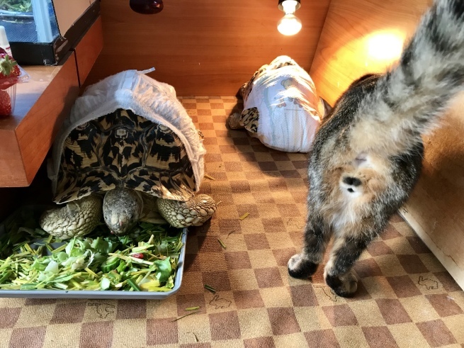 c0362401_10230477.jpeg