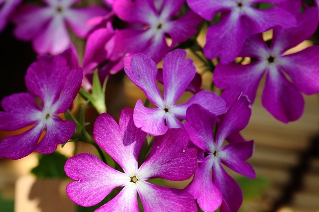 開花時期だけ特別に公開されるサクラソウ 小石川植物園 旅プラスの日記