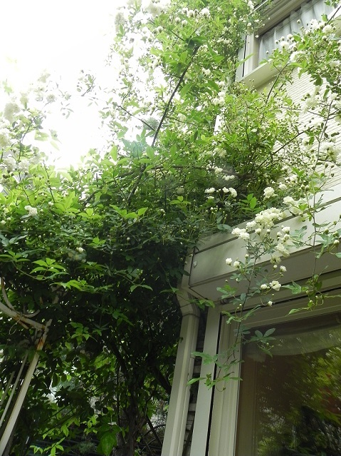 白いﾓｯｺｳﾊﾞﾗ 花壇 ﾊｰﾌﾞ教室 と ｶﾌｪ Chant Rose ｼｬﾝﾃ ﾛｾﾞ 植物の不思議な力に守られる暮らし