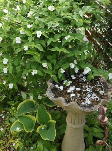 恵みの雨　頑張るチューリップと可愛いお花たち_a0123003_08592326.jpg