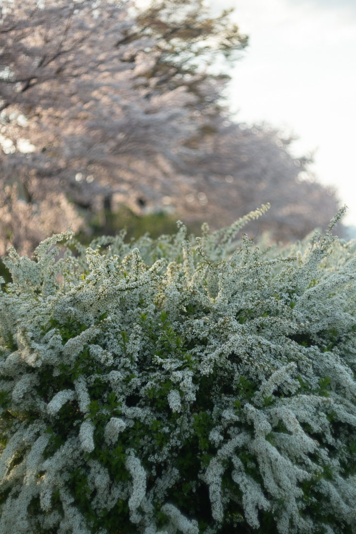 桜 ２０１９年　～ 賀茂川(2) ～_b0221605_18575732.jpg