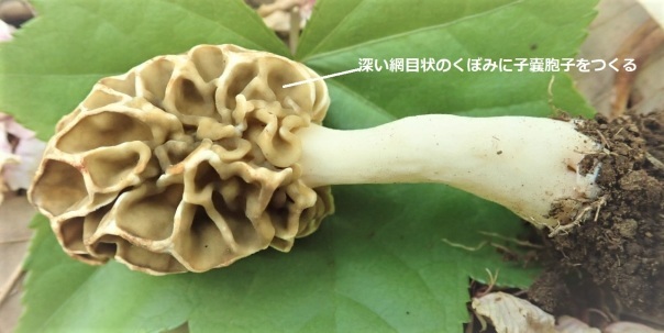 編笠茸