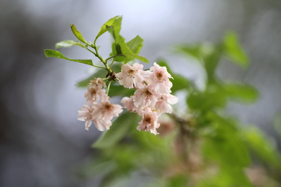 新緑の前、新緑の中 - 2019年桜・上越線 -_b0190710_20543208.jpg