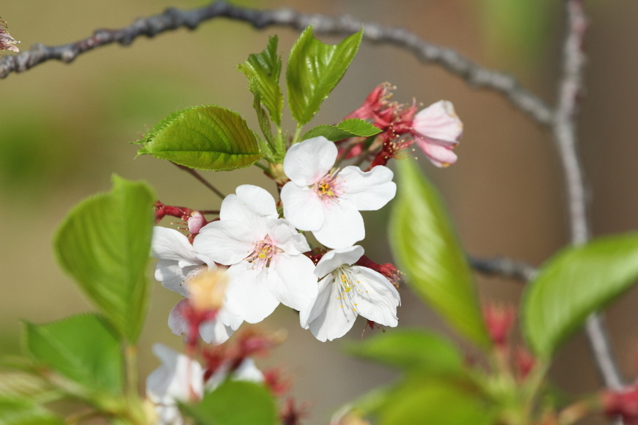 新緑の前、新緑の中 - 2019年桜・上越線 -_b0190710_20543280.jpg