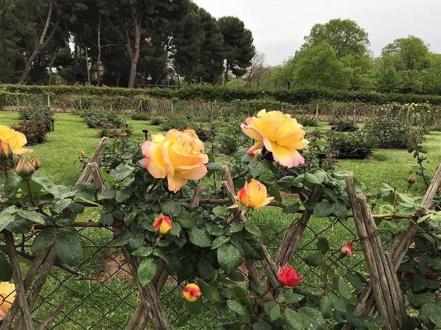 バラ公園の散策_b0064411_00582510.jpg