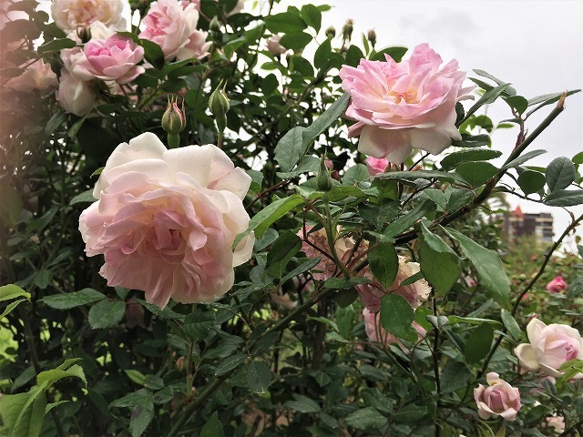 バラ公園の散策_b0064411_00593707.jpg