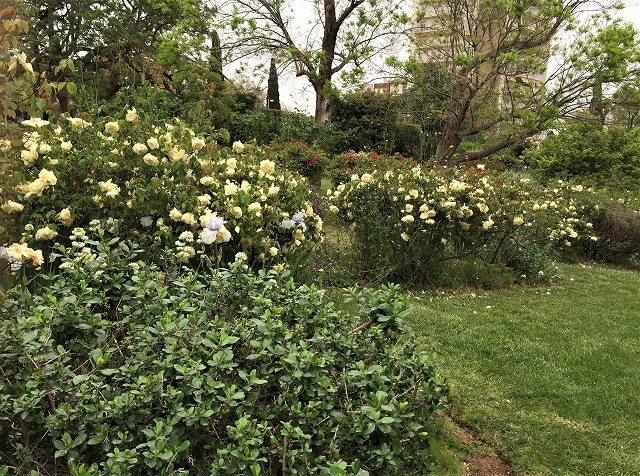 バラ公園の散策_b0064411_00593846.jpg
