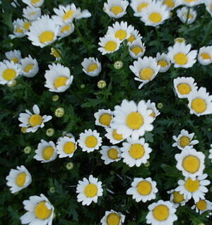 今が満開♪清楚で可愛いノースポールのお花です♪_b0212911_239098.jpg