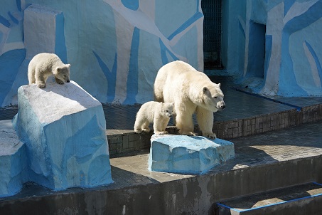 ノヴォシビルスク動物園訪問６日目 ～ 天性の母親としての素質を開花させたゲルダ_a0151913_1264915.jpg