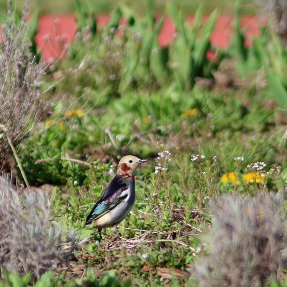 盛岡高松の池周辺で鳥見　②　　コムクドリ_d0346713_09342363.jpg