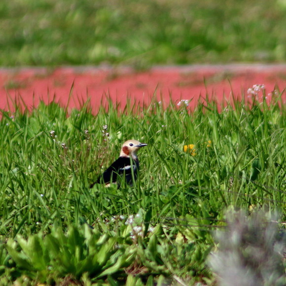 盛岡高松の池周辺で鳥見　②　　コムクドリ_d0346713_09344564.jpg