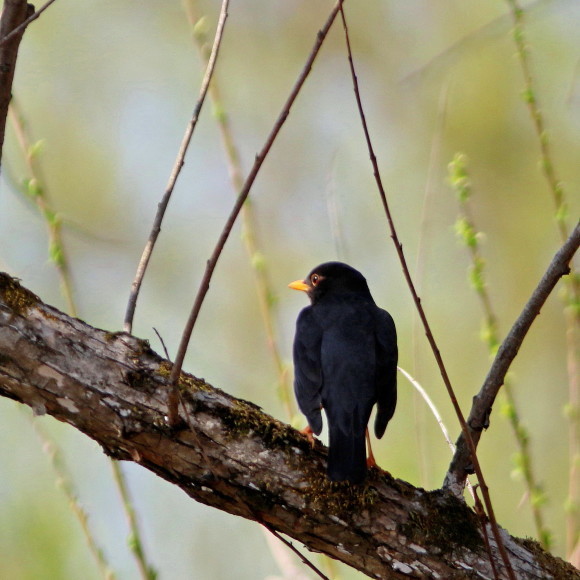 盛岡高松の池周辺で鳥見　③　　クロツグミ_d0346713_09524621.jpg