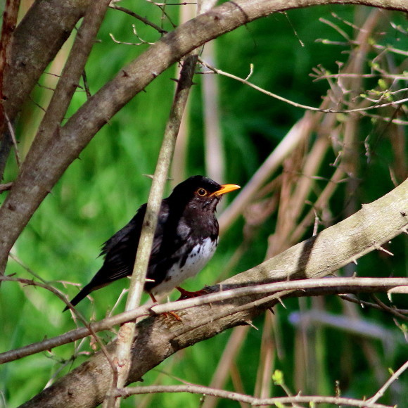 盛岡高松の池周辺で鳥見　③　　クロツグミ_d0346713_09525526.jpg