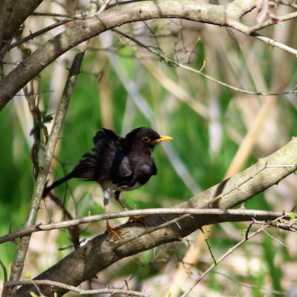 盛岡高松の池周辺で鳥見　③　　クロツグミ_d0346713_09530520.jpg