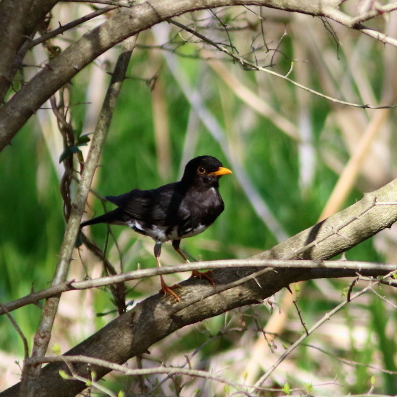 盛岡高松の池周辺で鳥見　③　　クロツグミ_d0346713_09531231.jpg