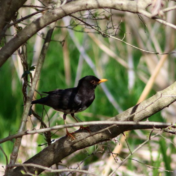 盛岡高松の池周辺で鳥見　③　　クロツグミ_d0346713_09532078.jpg