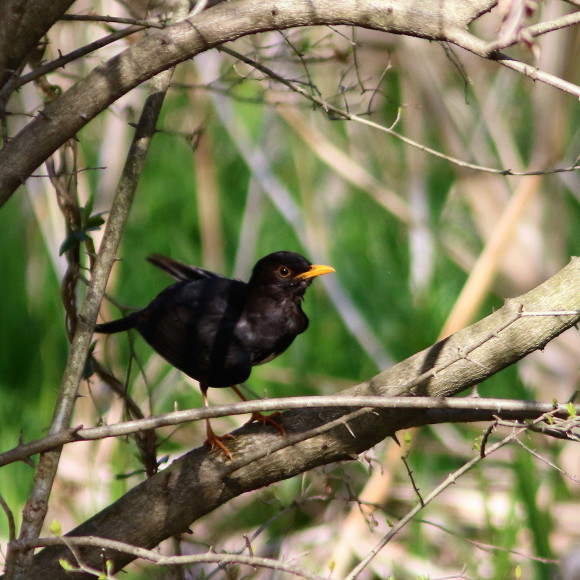 盛岡高松の池周辺で鳥見　③　　クロツグミ_d0346713_09533497.jpg