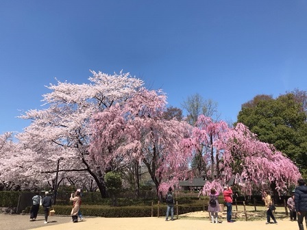 桜･･･満開　－ 霞城公園（山形） －_f0250515_21211637.jpg