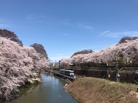 桜･･･満開　－ 霞城公園（山形） －_f0250515_21222333.jpg