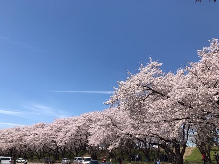 桜･･･満開　－ 霞城公園（山形） －_f0250515_21224120.jpg