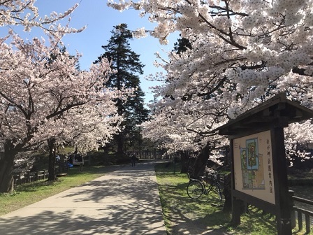 桜 満開 松が岬公園 上杉神社 米沢 ｌｕｎａと過ごす 山形ライフ
