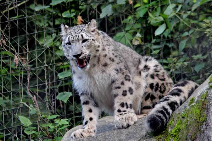 9月のユキヒョウ親子 ミミ フク 多摩動物公園 その2 続々 動物園ありマス 9月のユキヒョウ親子 ミミ フク 多摩動物公園 その2 続々 動物園ありマス