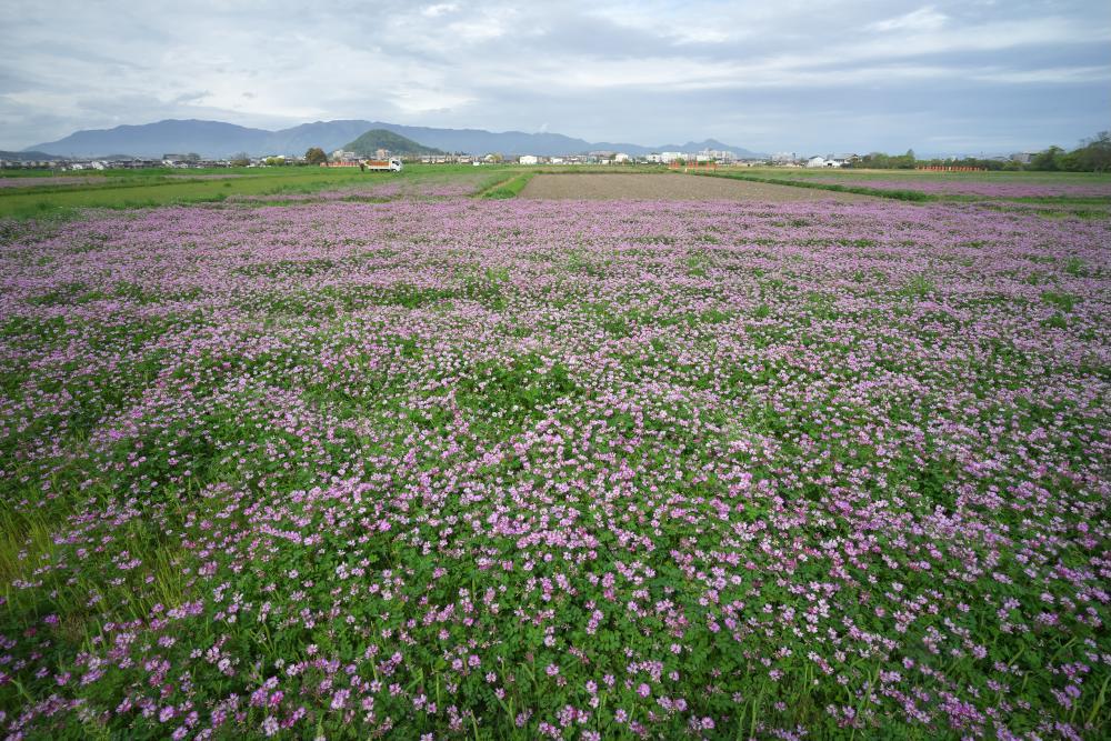 　藤原宮跡　レンゲ畑_b0408917_19000200.jpg