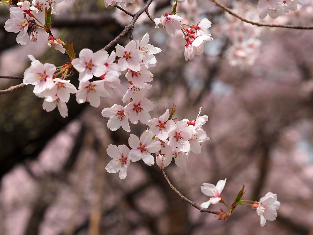 天下第一の桜・日本三大桜名所・信州たかとおを鑑賞(2)・・・麗しの高遠コヒガンザクラ♪_a0031821_09125962.jpg