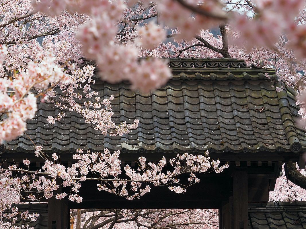 天下第一の桜・日本三大桜名所・信州たかとおを鑑賞(2)・・・麗しの高遠コヒガンザクラ♪_a0031821_09290312.jpg