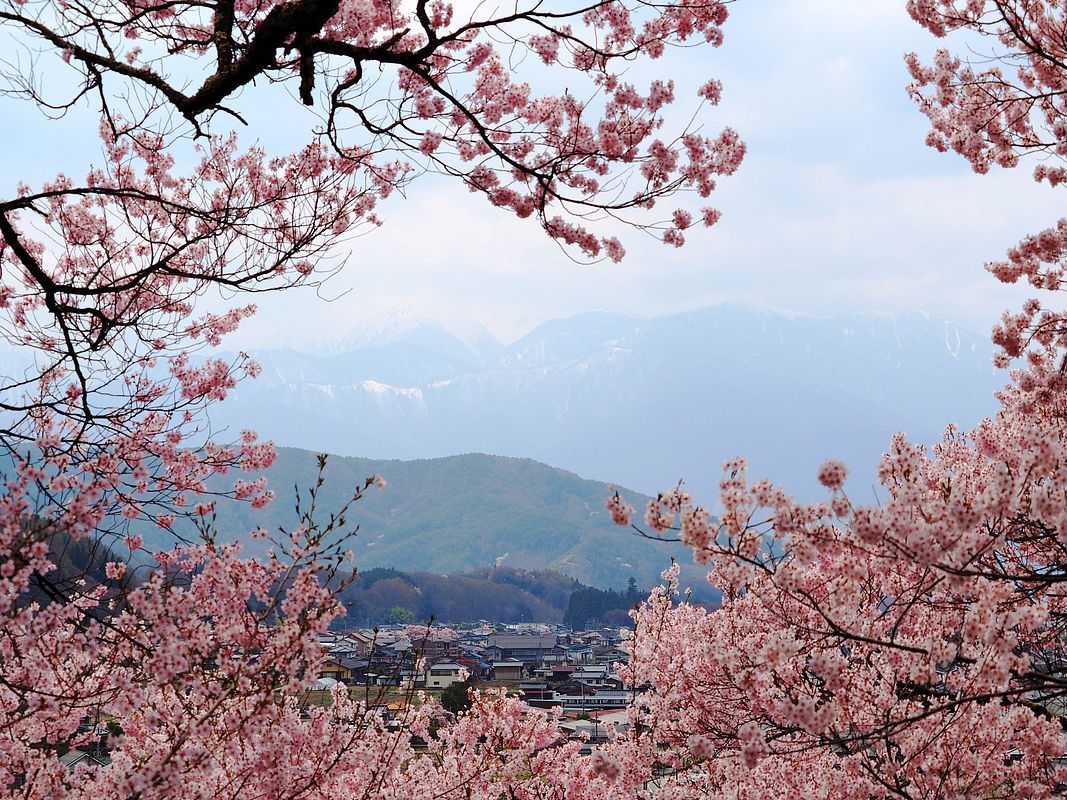 天下第一の桜・日本三大桜名所・信州たかとおを鑑賞(2)・・・麗しの高遠コヒガンザクラ♪_a0031821_09334086.jpg