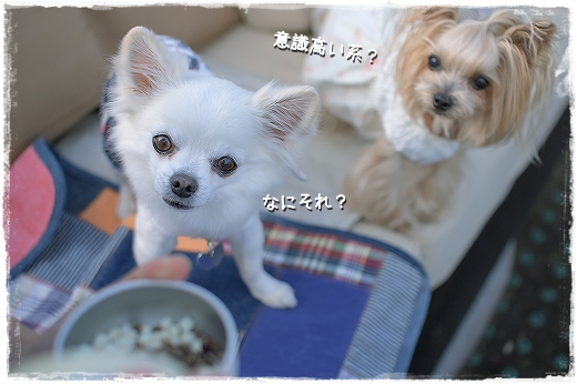 d0179828_16293036.png