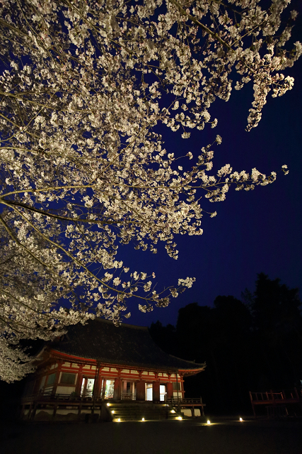 桜の京都2019 －醍醐寺 春期夜間拝観 ～夜のお詣りとお花見～（後編）－_b0169330_7225282.jpg