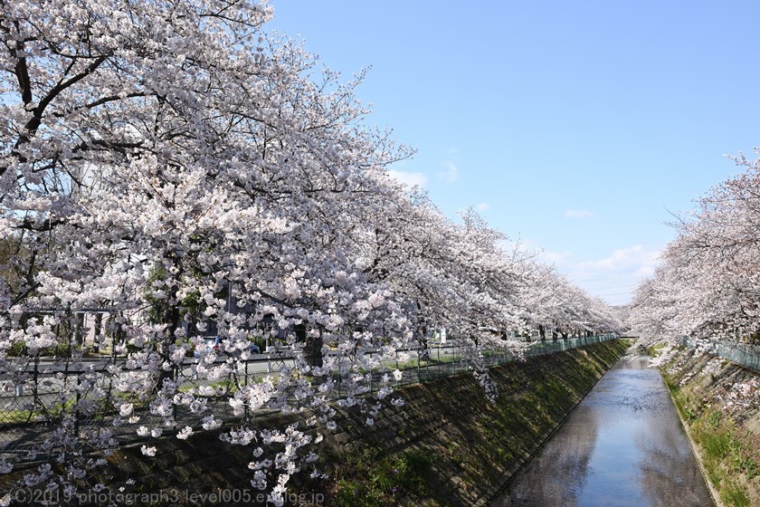 東坂戸団地の桜並木 2_e0362037_23414573.jpg