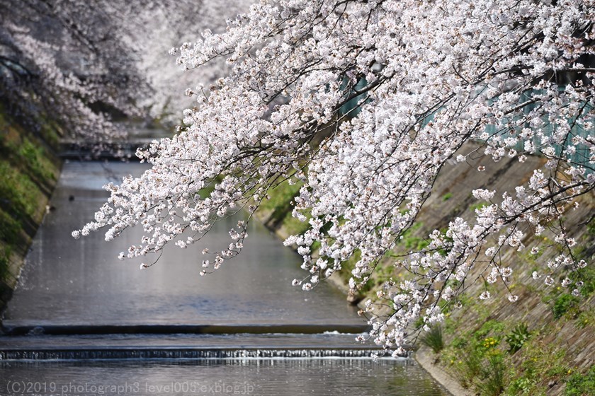 東坂戸団地の桜並木 2_e0362037_23415049.jpg