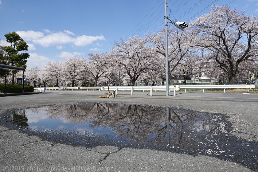 東坂戸団地の桜並木 2_e0362037_23415608.jpg