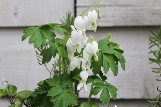 玄関の鉢植え ほのぼのまめまめ