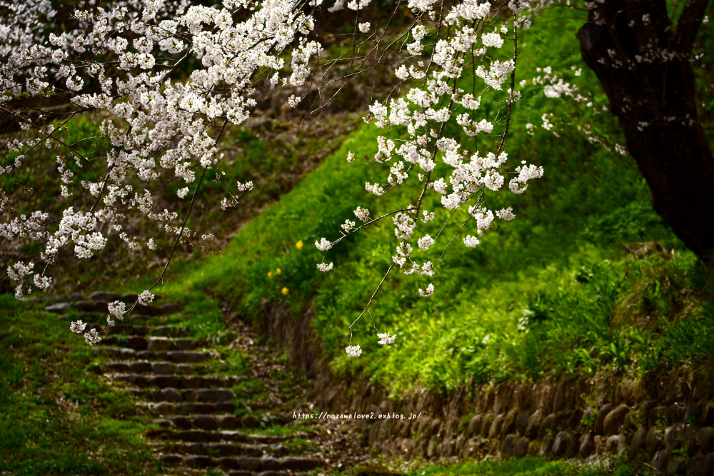 飯山市 飯山城址公園の桜 野沢温泉とその周辺いろいろ２
