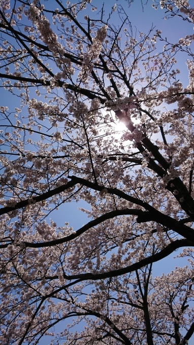 さくら(o^－^o)_c0350439_01450703.jpg