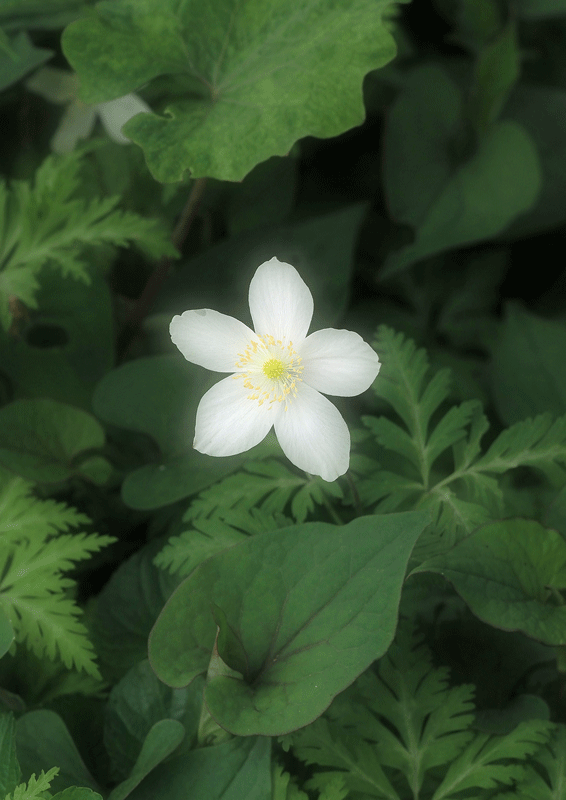 d0290240_11274187.gif