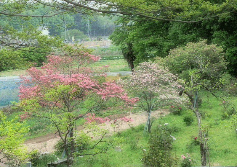 d0290240_11295879.gif