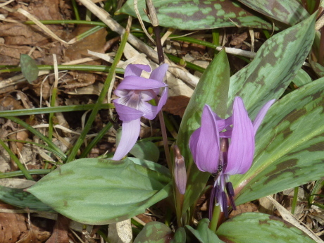 大山、烏ヶ山の眺望と山野草を楽しむ 『春の奥大山ハイク』_c0218841_12084234.jpg