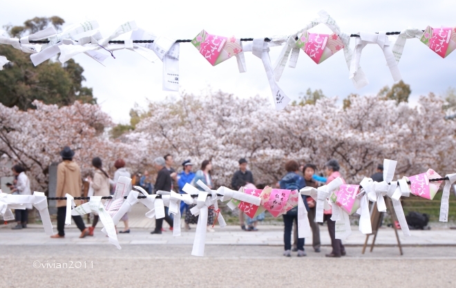 京都 遅咲きのおむろ桜 in 仁和寺(にんなじ)_e0227942_15164307.jpg