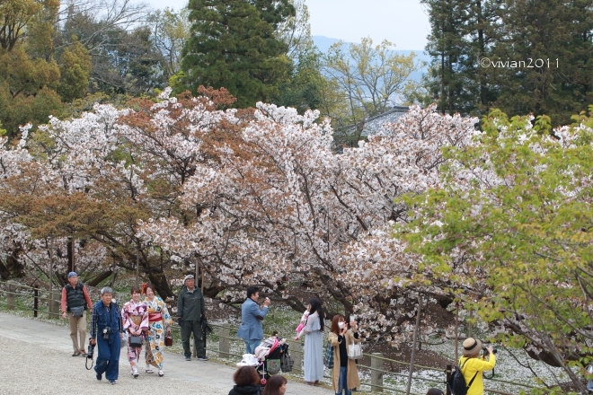 京都 遅咲きのおむろ桜 in 仁和寺(にんなじ)_e0227942_15243056.jpg