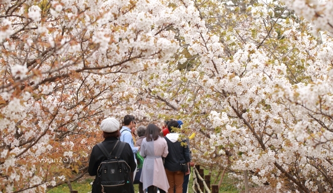 京都 遅咲きのおむろ桜 in 仁和寺(にんなじ)_e0227942_15262867.jpg
