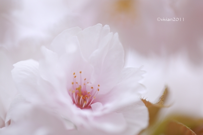 京都 遅咲きのおむろ桜 in 仁和寺(にんなじ)_e0227942_15280686.jpg