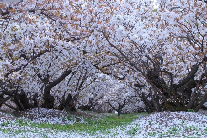 京都 遅咲きのおむろ桜 in 仁和寺(にんなじ)_e0227942_15285521.jpg